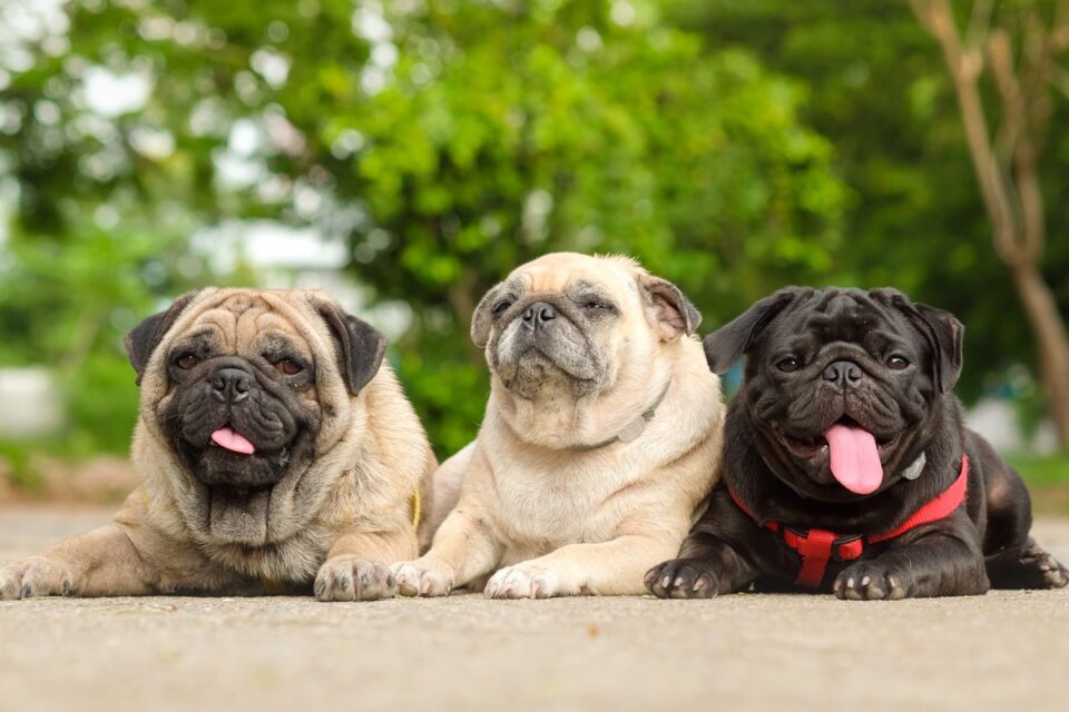 How Long Do Pugs Live? Average Lifespan & Causes of Death