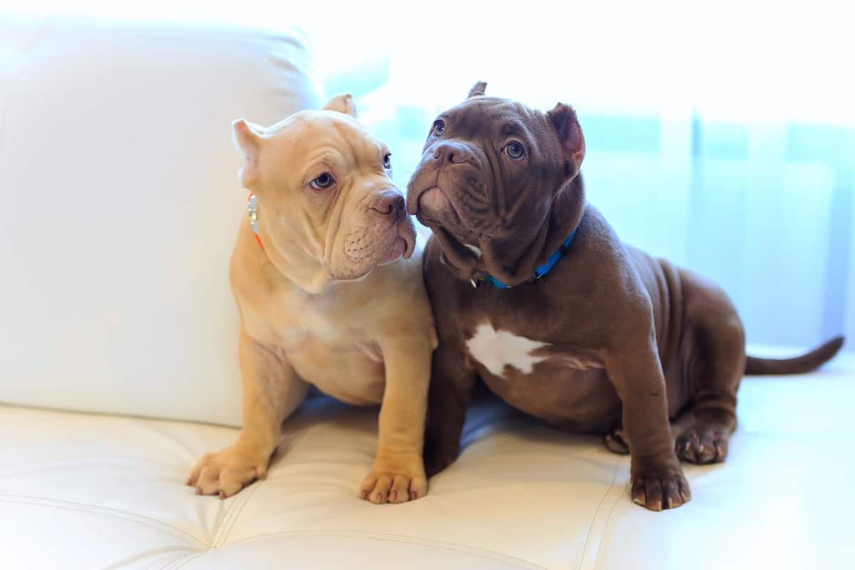 Two American Bully puppies for sale or adoption