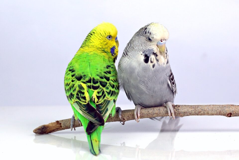 English Budgie Care Guide Size, Personality, Lifespan & FAQs