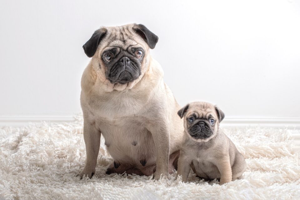 How Long Do Pugs Live? Average Lifespan & Causes of Death