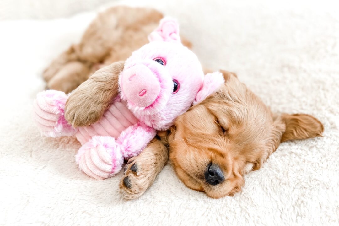 The Runt of the Litter Definition, Facts, Health, Care & FAQs