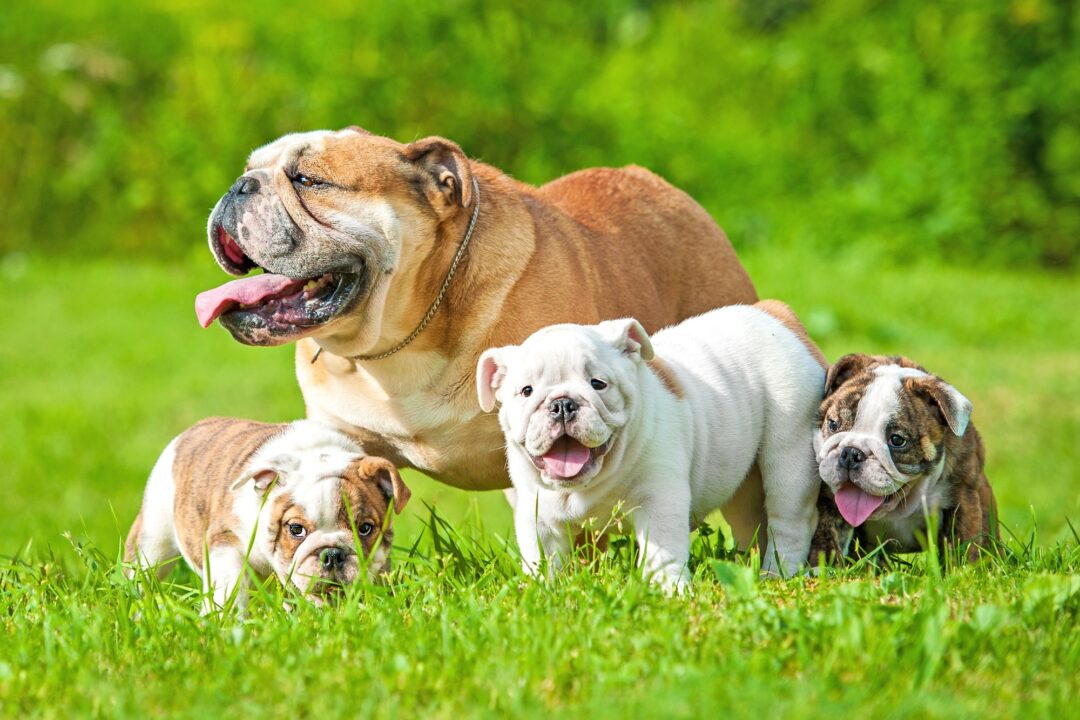 The Runt of the Litter Definition, Facts, Health, Care & FAQs
