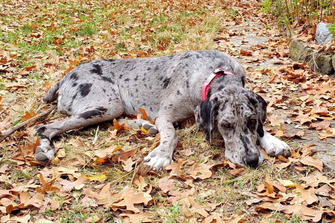 Merle Great Dane Facts, Health, Puppy Prices & FAQs