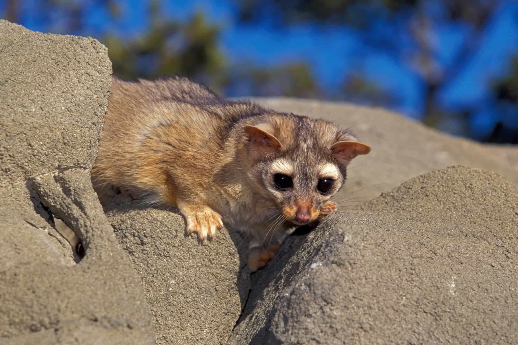 Ringtail Cat The Cutest Member of the Racoon Family