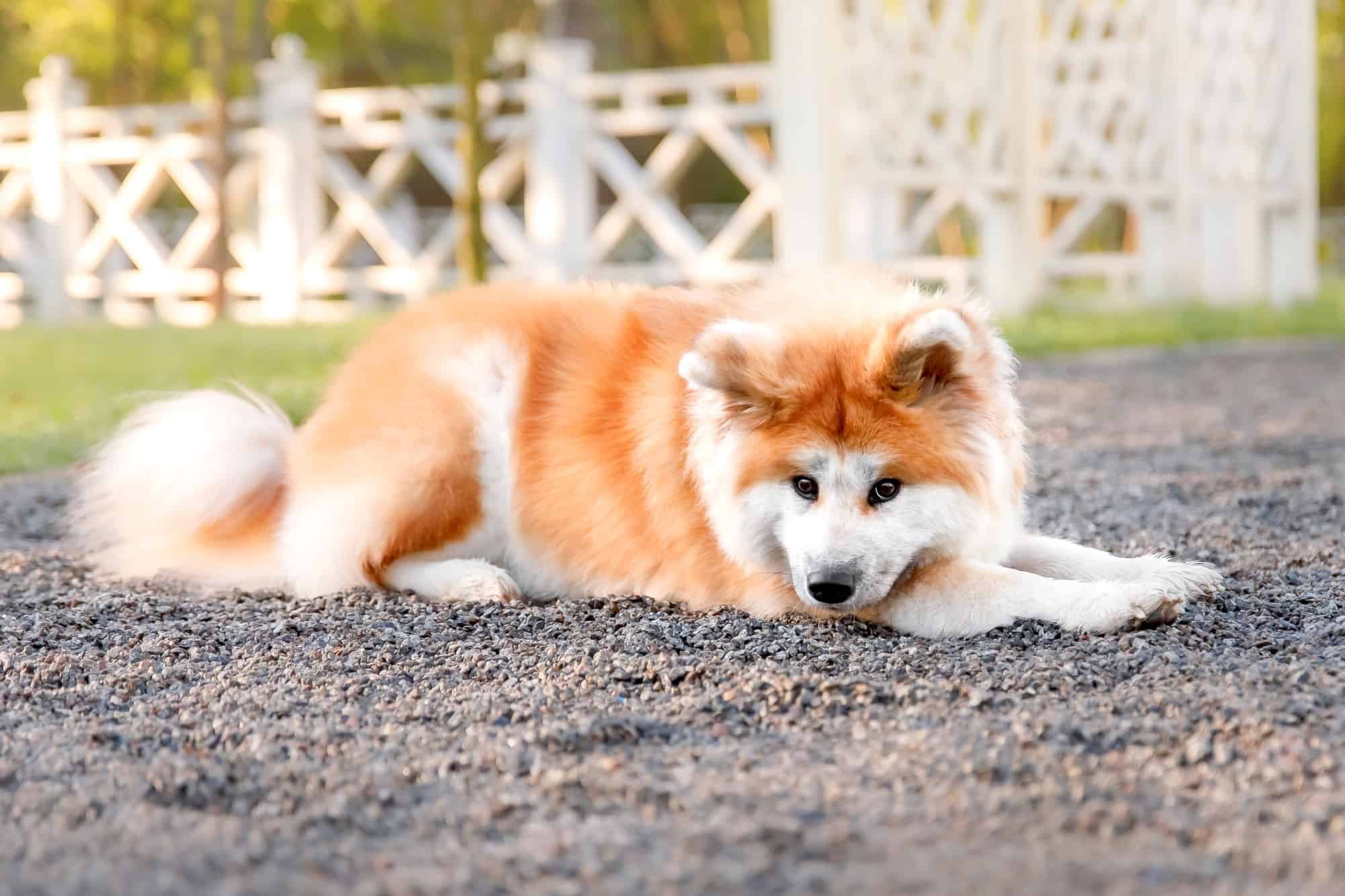 LongHaired Akita Do Long Coat Akitas Really Exist?