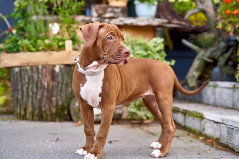 How Much Does a Pitbull Cost? (2024 Price Guide)