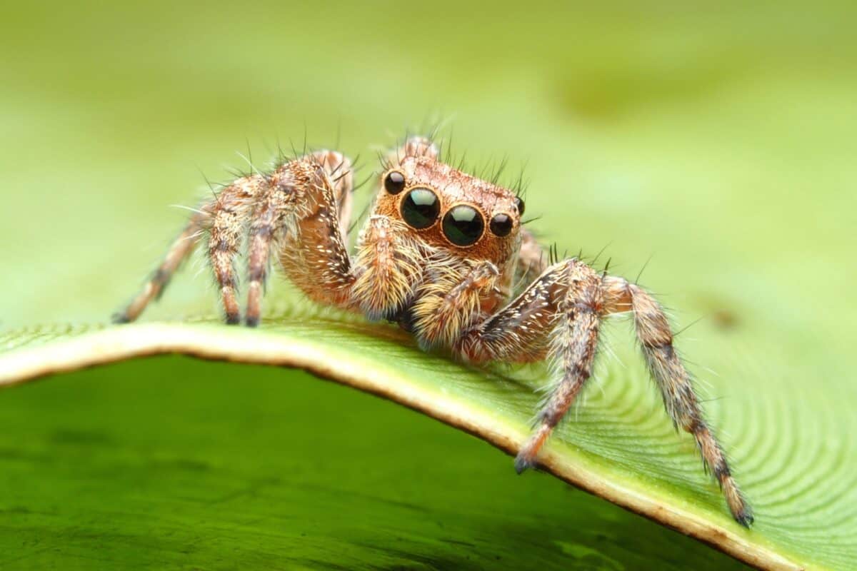Beautiful close up of a jumping spider