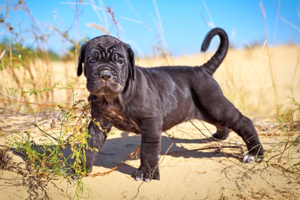 10 Best Cane Corso Breeders (2024) Our Top 10 Picks!
