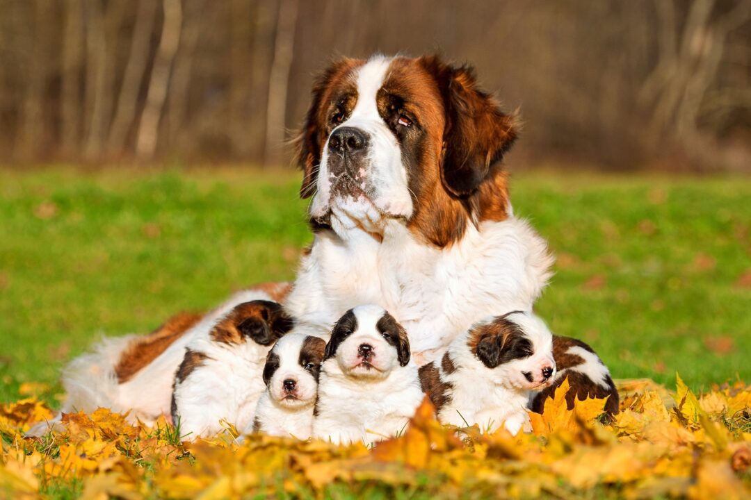 10 Best Saint Bernard Breeders (2024) Our Top 10 Picks!