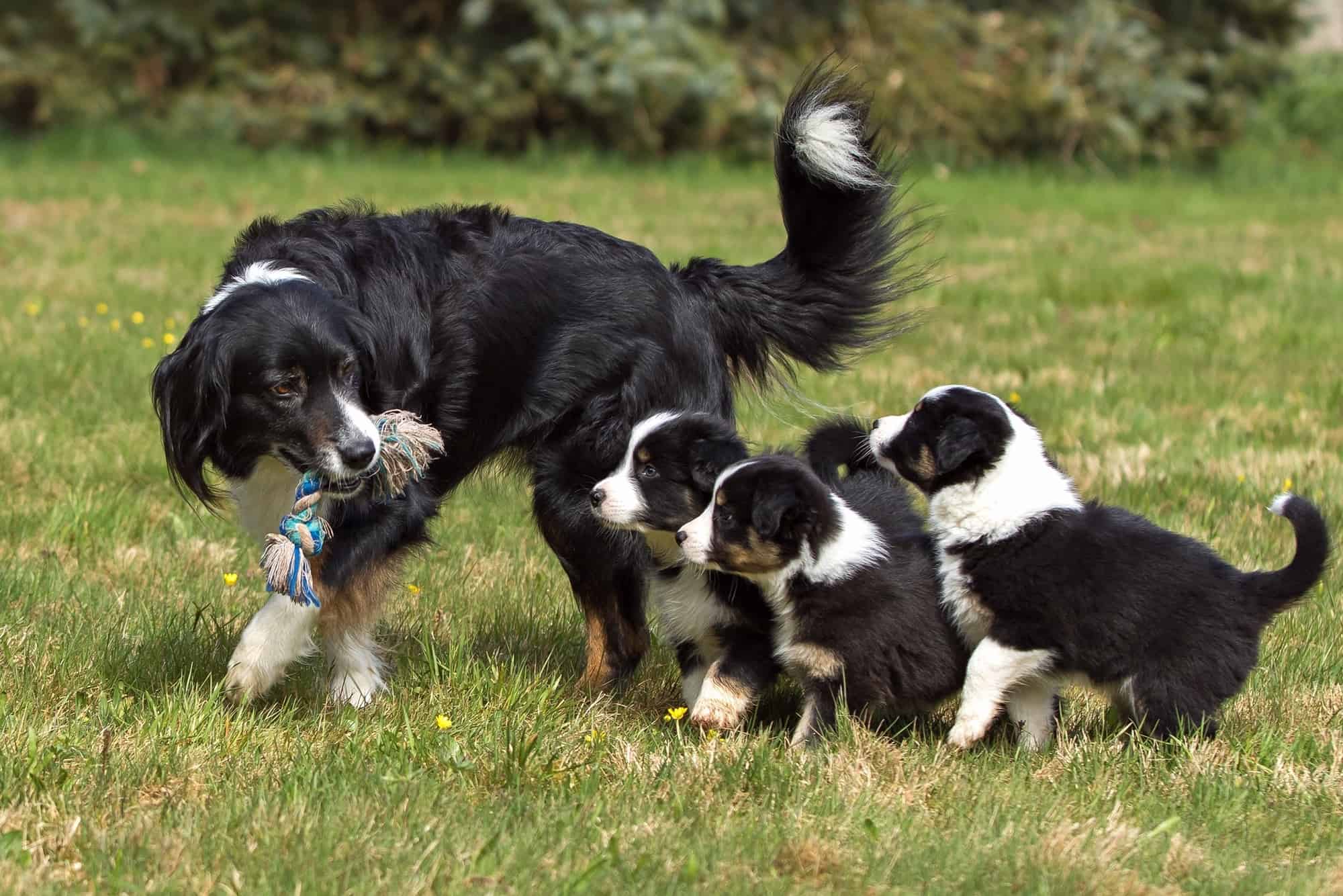 Black Australian Shepherd A Complete Guide to Black Aussies