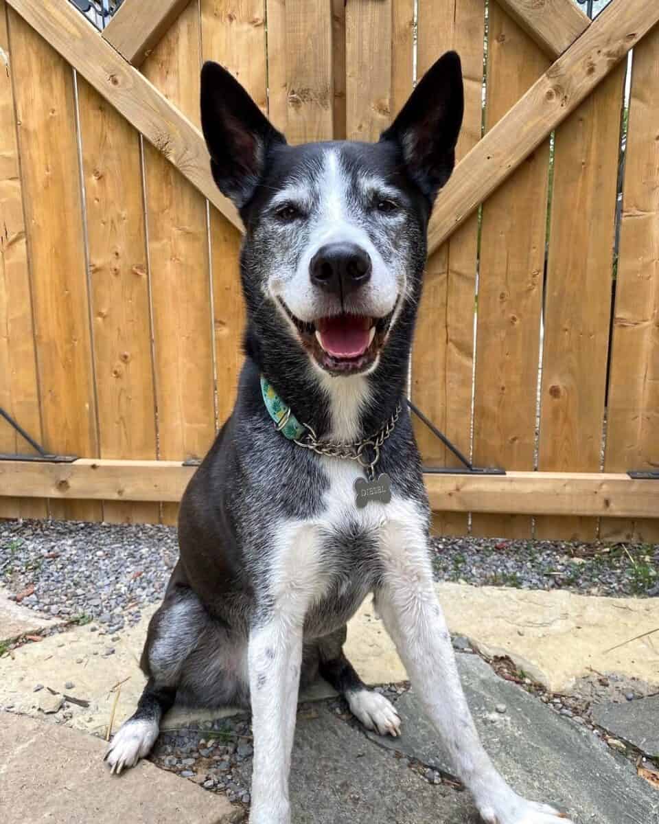 Black and white Pitsky Pitbull Siberian Husky mix