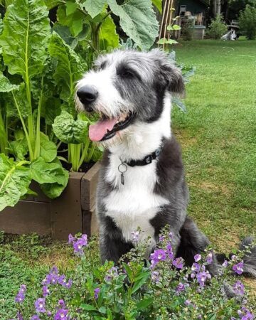 Shepadoodle | Mixed Dog Breed Info, Pictures, Facts & FAQs