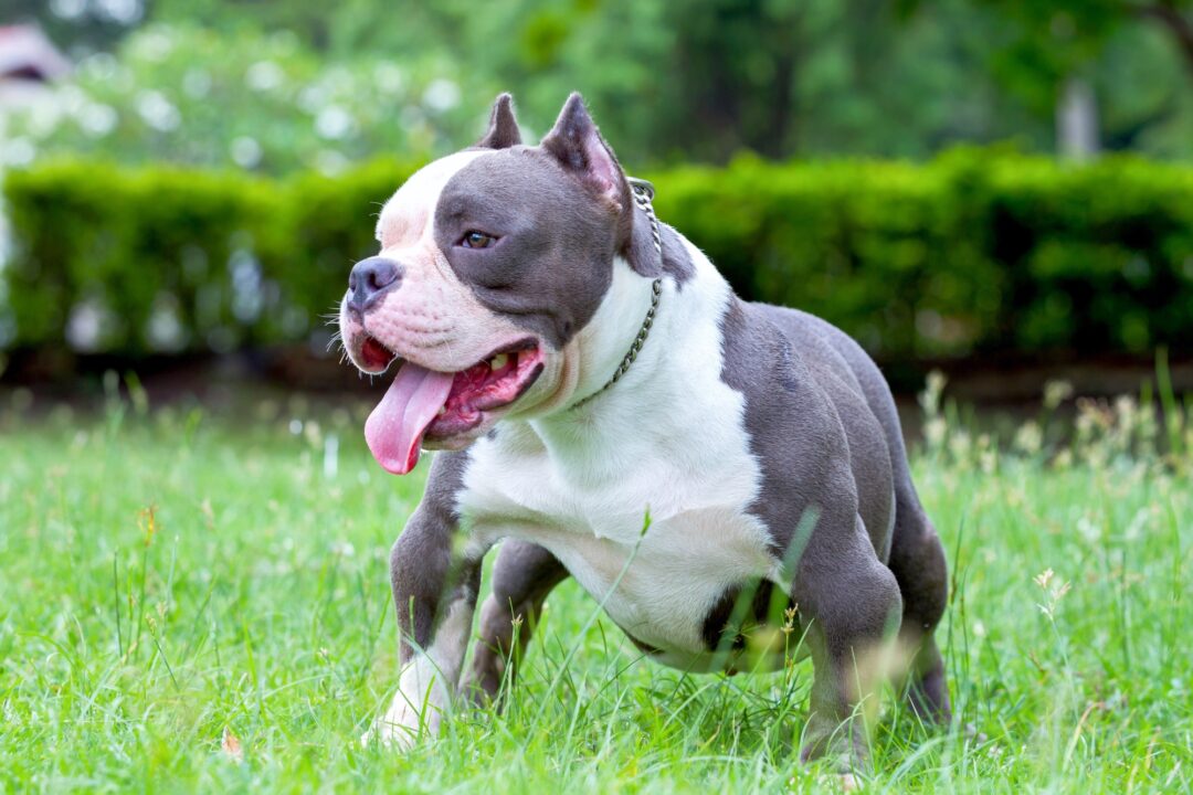 Blue American Bully Info, Pictures, Facts, FAQ & More
