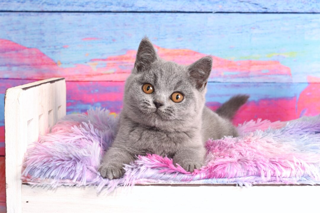 How Much Does a British Shorthair Cost? (2024 Price Guide)