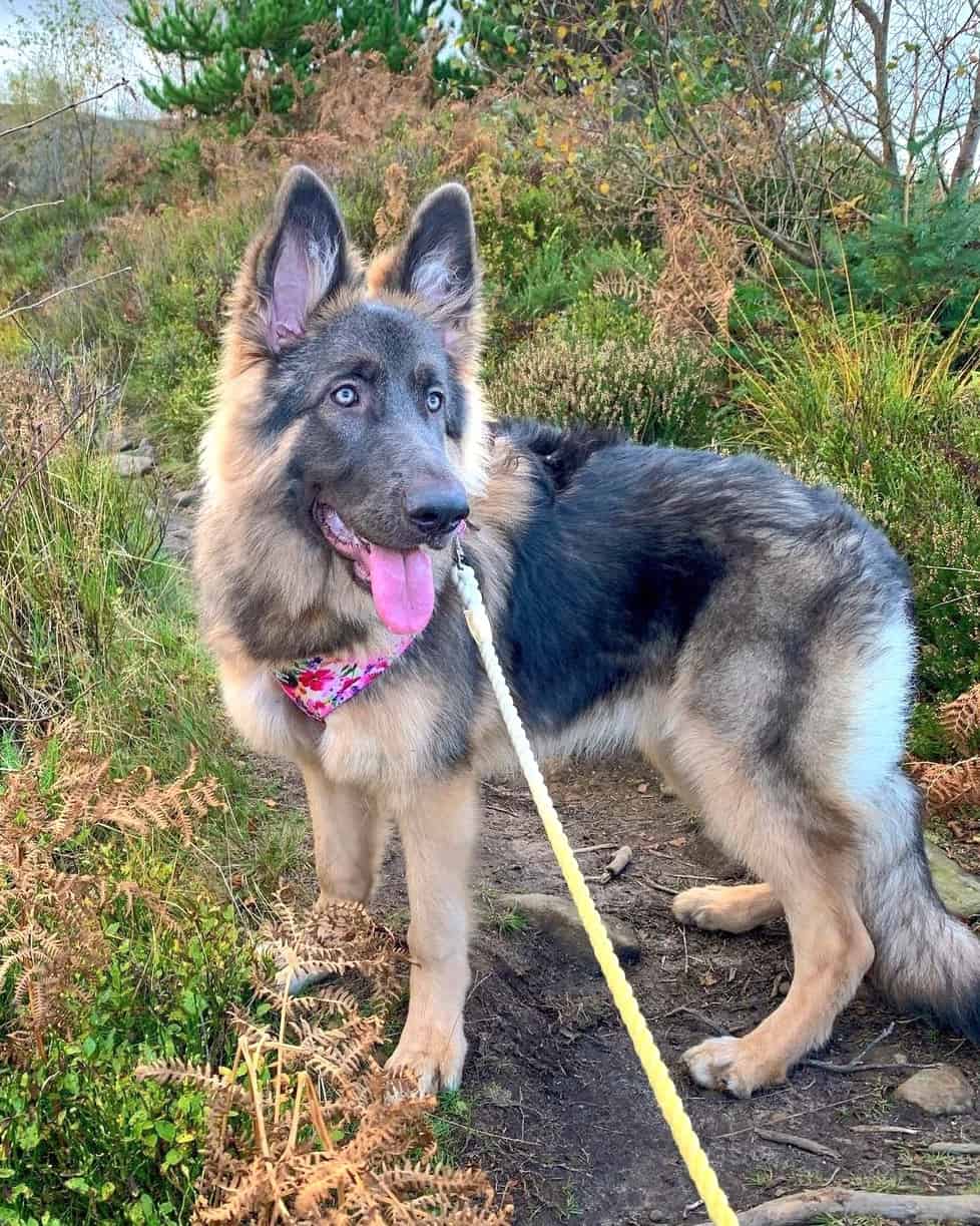 Blue German Shepherd Facts, Health, Pictures & FAQs
