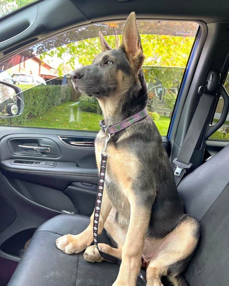 Blue German Shepherd Facts, Health, Pictures & FAQs