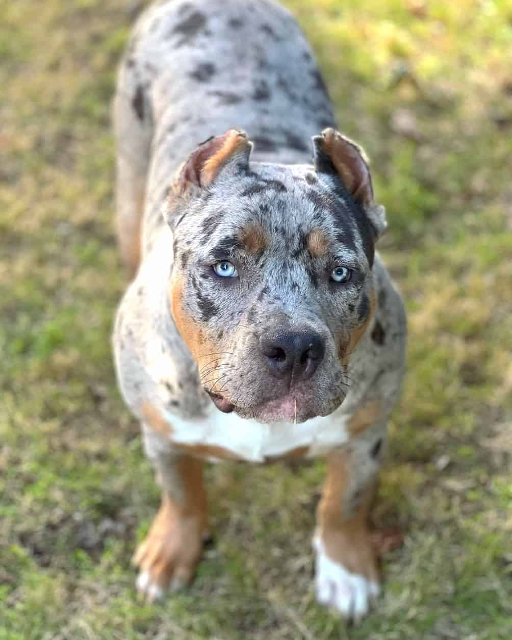Blue American Bully Info, Pictures, Facts, FAQ & More