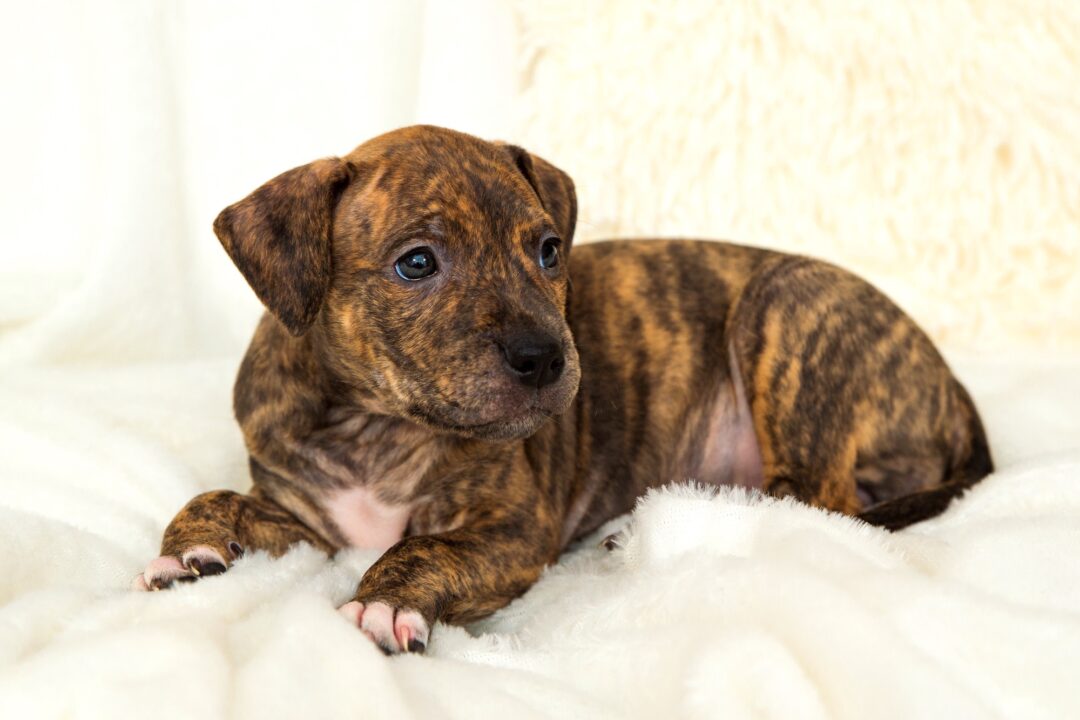 Brindle Pitbull Everything You Need to Know (With Pictures)