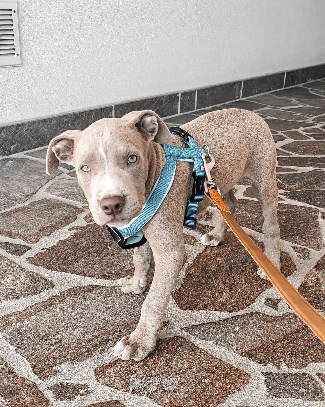 Champagne Pitbull Get to Know This Rare Pitbull Color