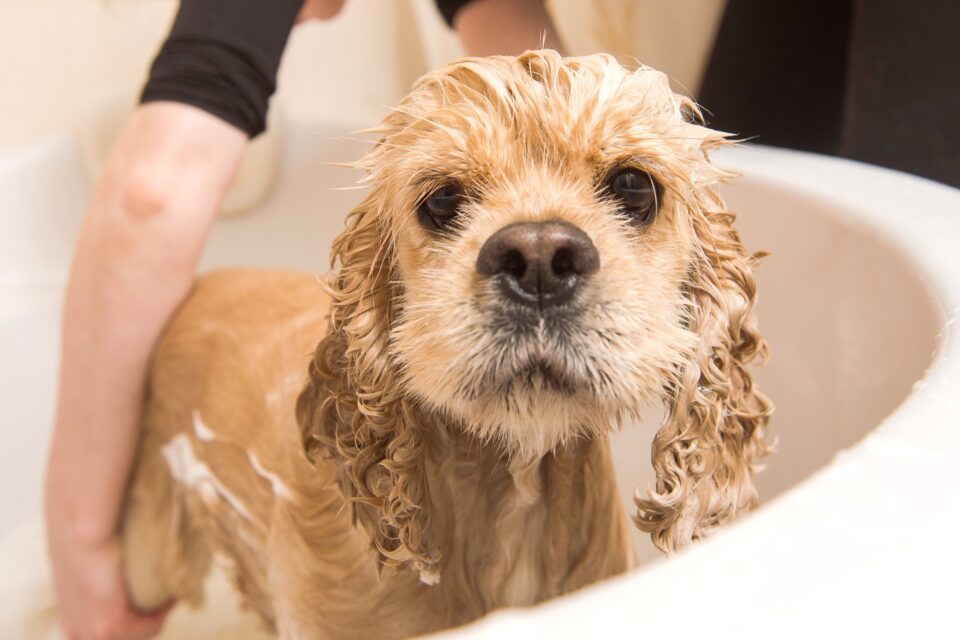 Cocker Spaniel Shedding What's It Like and How to Deal With It