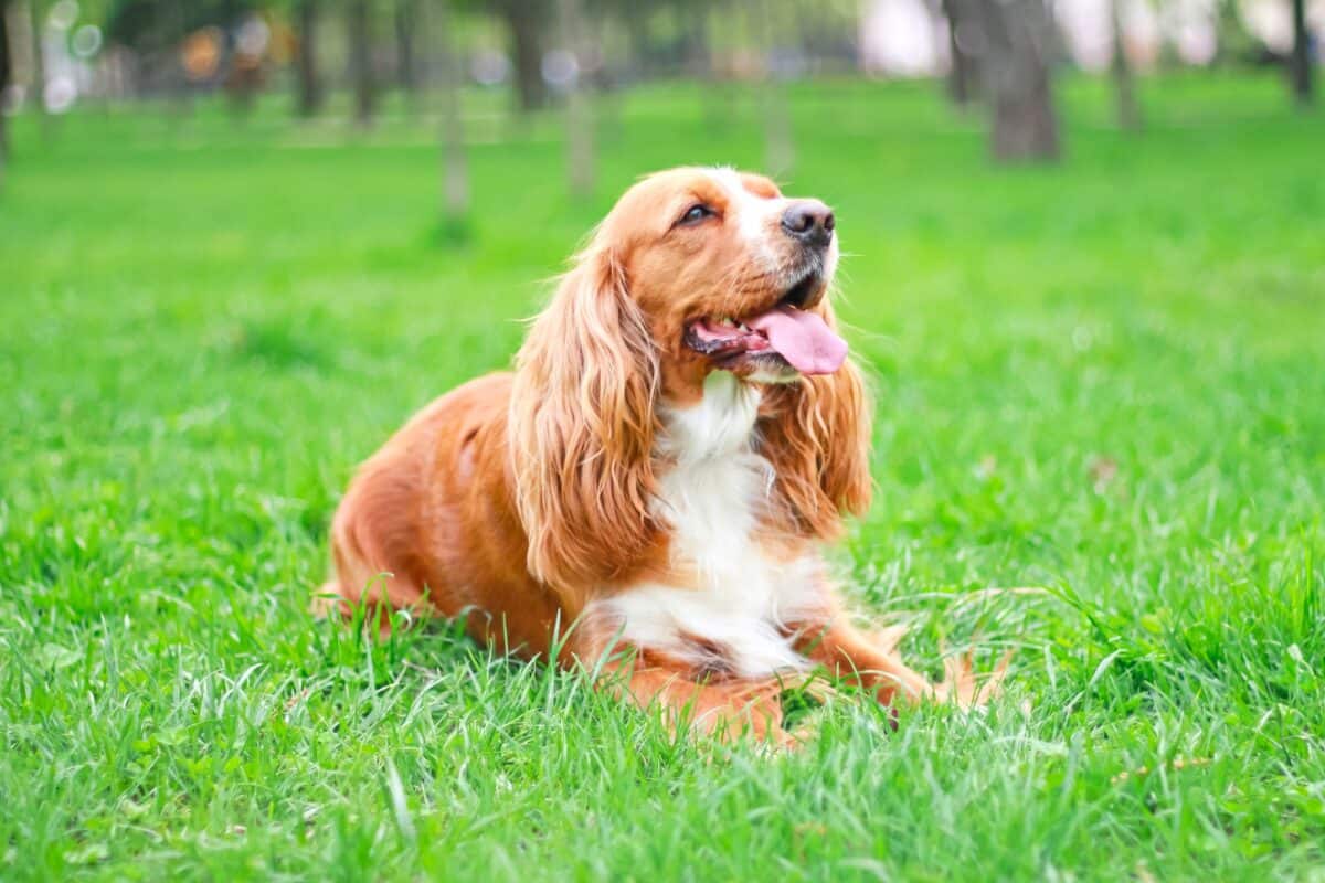 Cocker Spaniel shedding how much do Cocker Spaniels shed