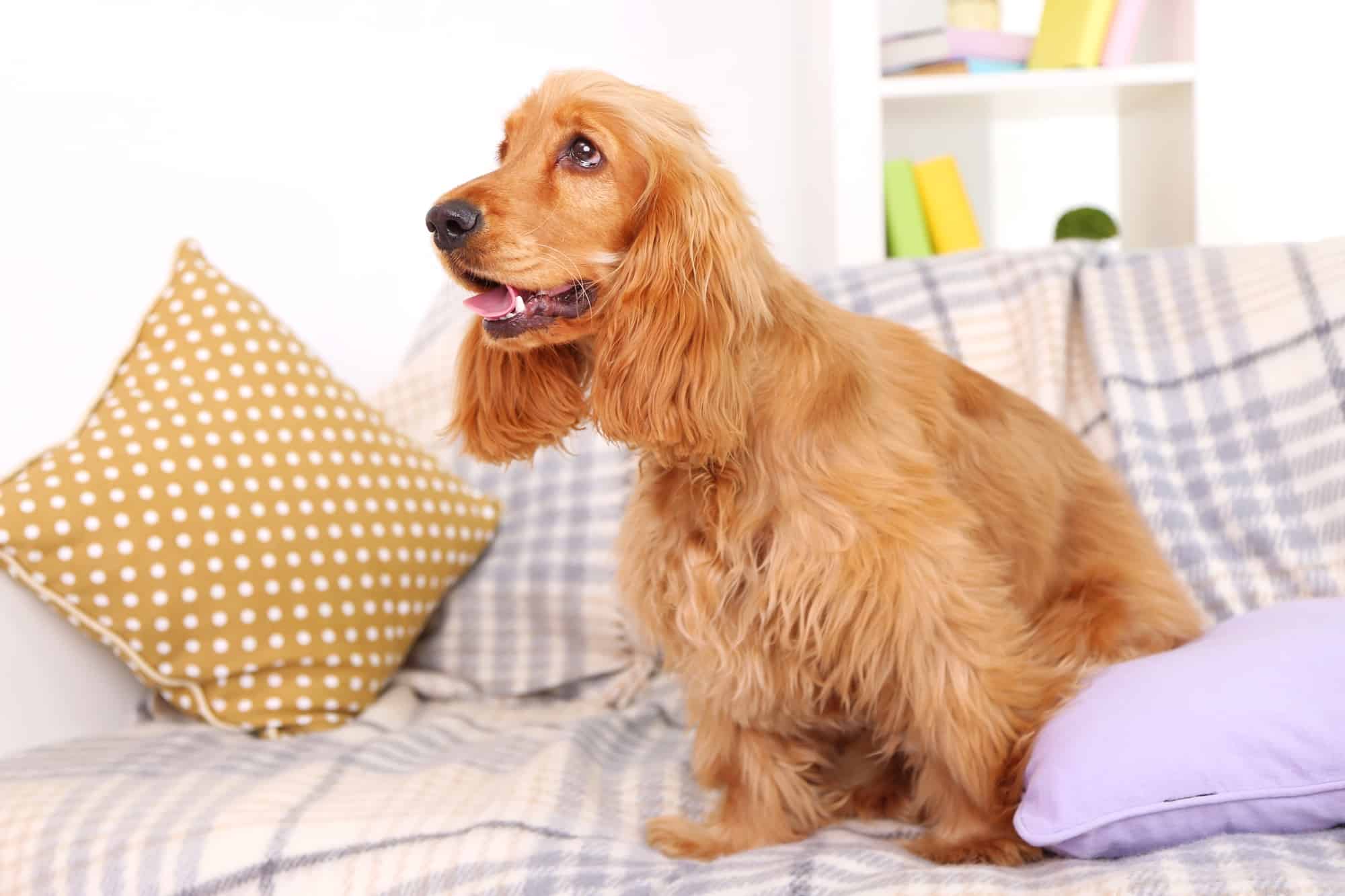 Cocker Spaniel Shedding What's It Like and How to Deal With It
