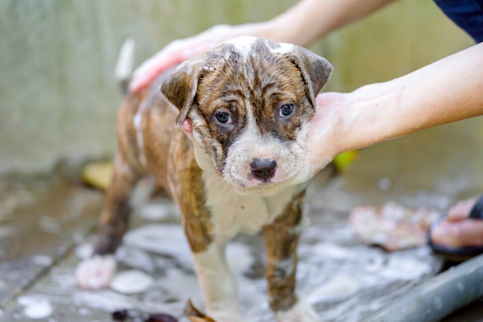 How Much Does a Pitbull Cost? (2024 Price Guide)