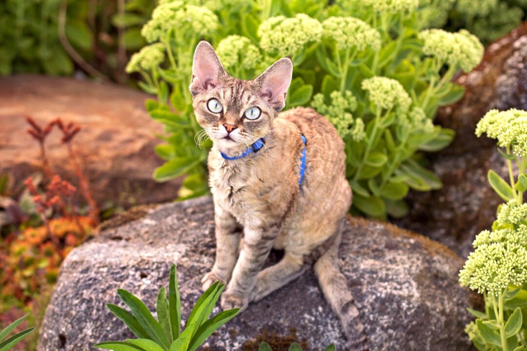 4 Cute Cat Breeds With Curly Hair (With Pictures & FAQs)