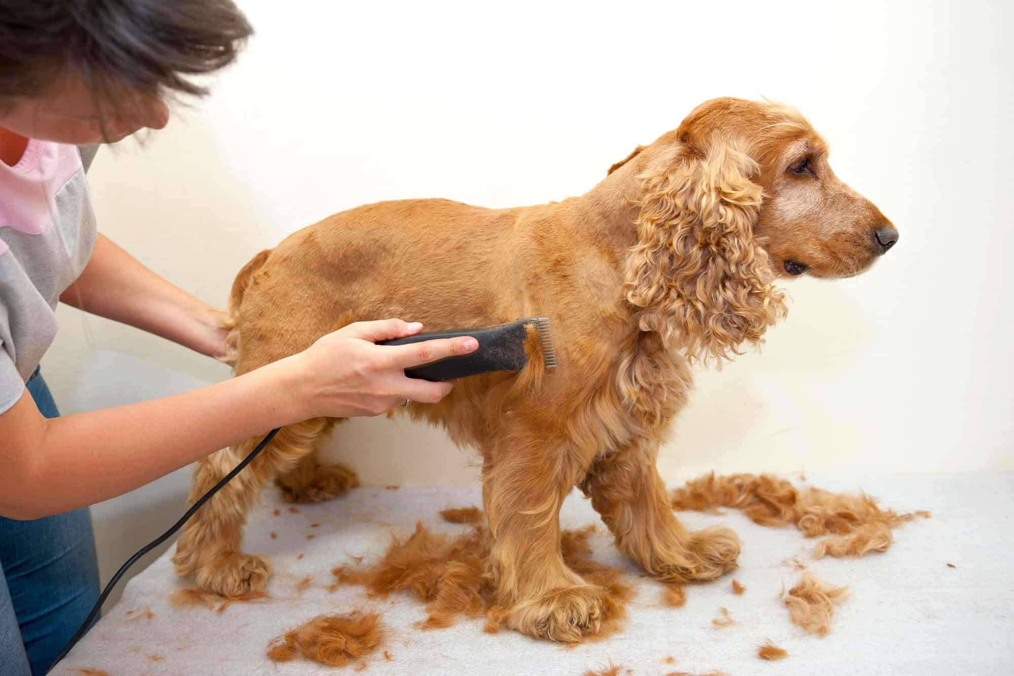 Cocker Spaniel Shedding What's It Like and How to Deal With It