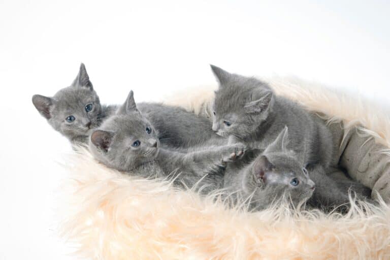 How Much Does a Russian Blue Cost? (2024 Price Guide)