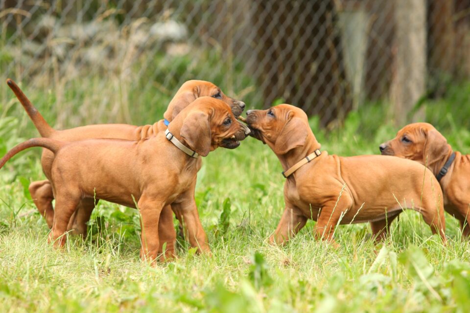 10 Best Rhodesian Ridgeback Breeders (2024) Our Top 10 Picks!
