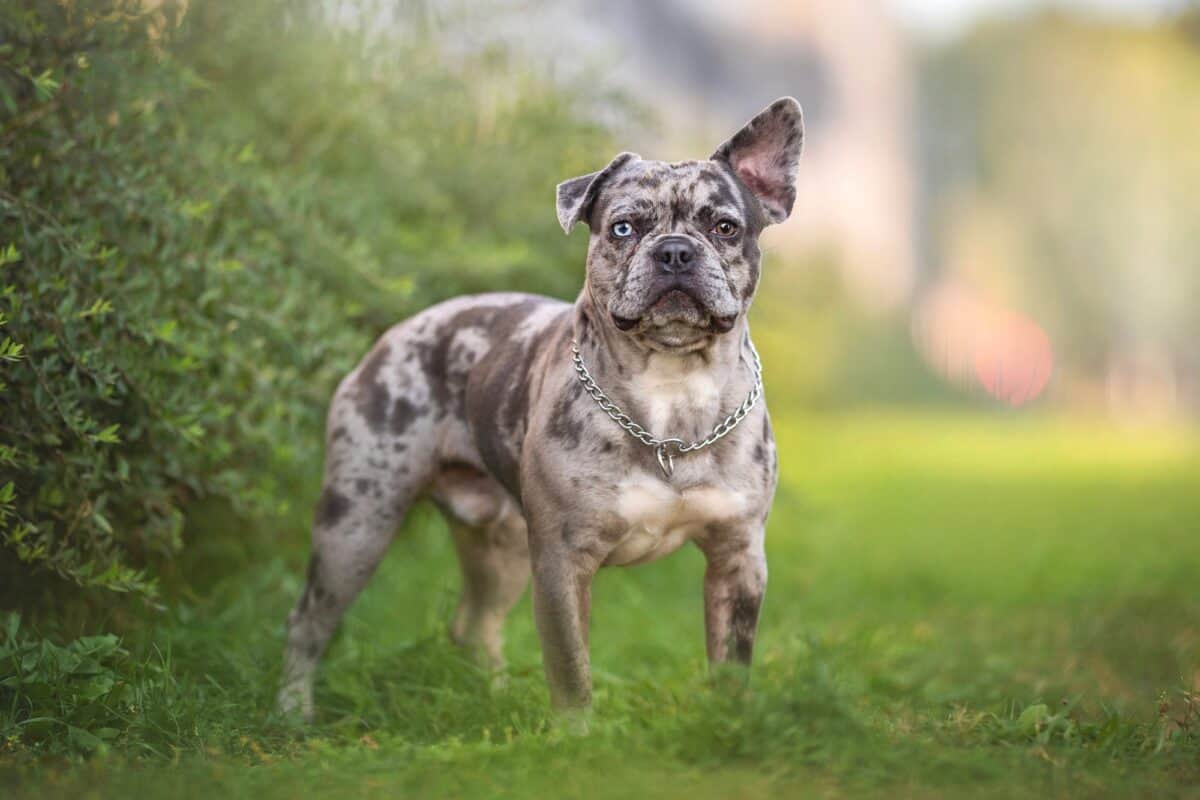 Funny merle Frenchie with heterochromia