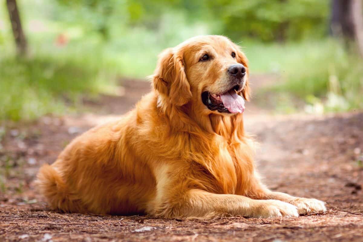 Happy red Golden Retriever in a forest