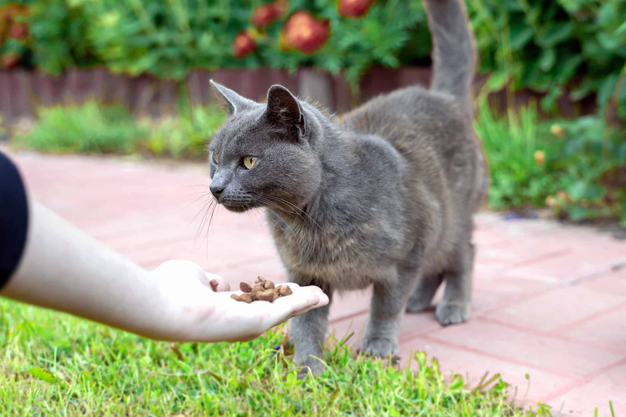 How Much Does a Russian Blue Cost? (2024 Price Guide)