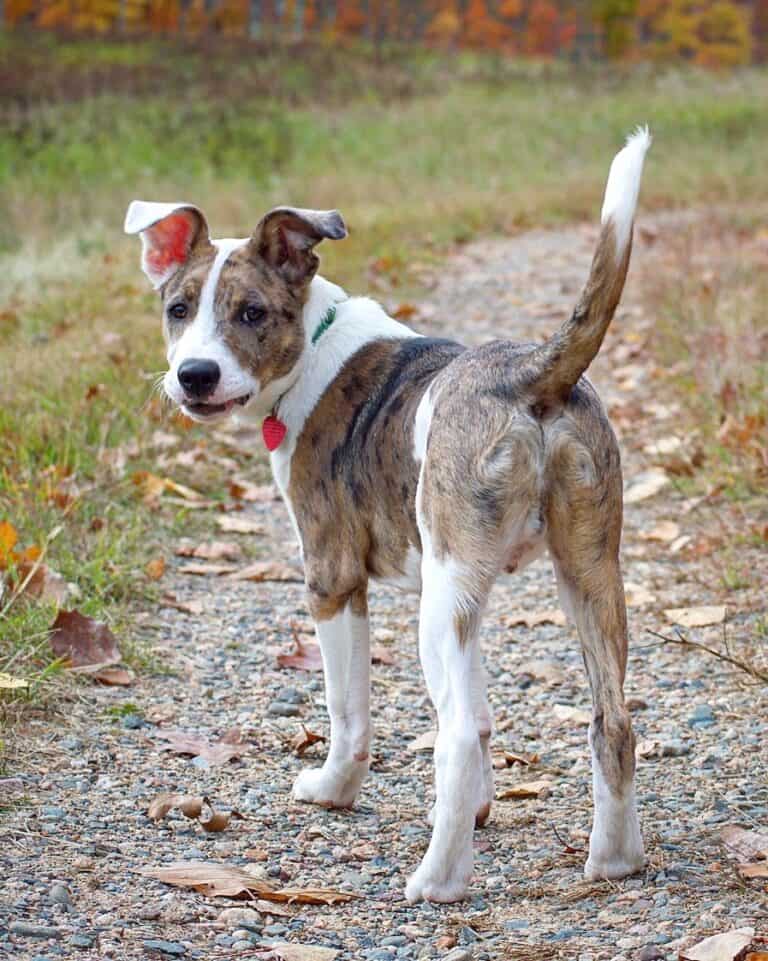 Aussie Pit (Australian Shepherd & Pitbull Mix) Info, Pictures, Facts