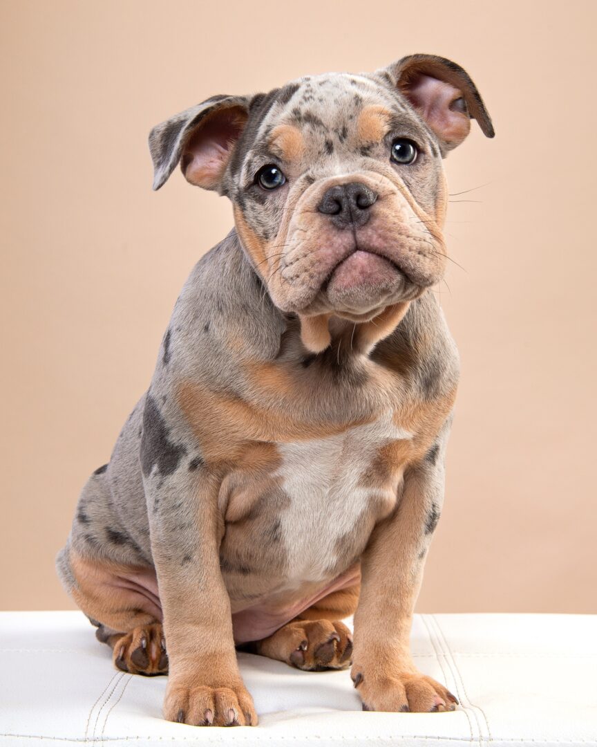 Merle English Bulldog The Uniquely Coated Bully You'll Love