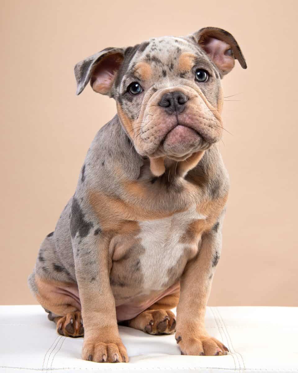 Merle English Bulldog appearance