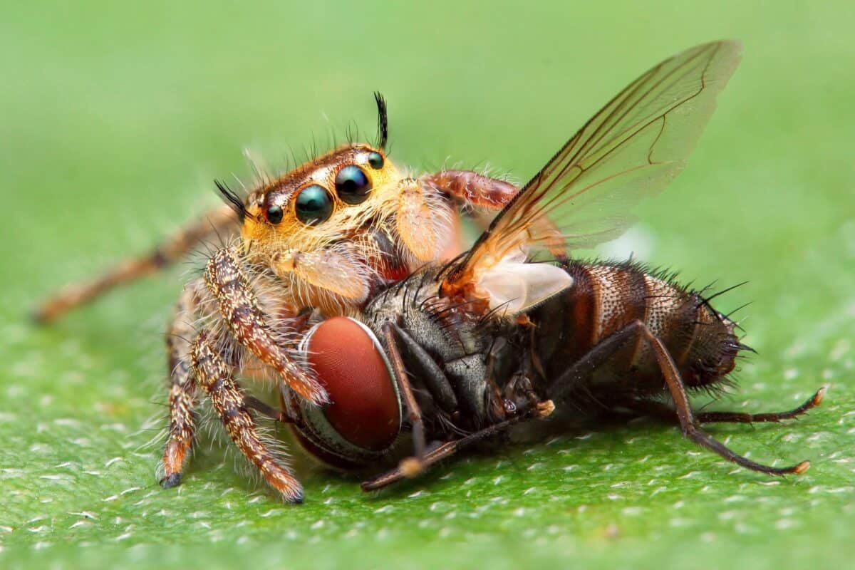 Micro shot of jumping spider eating a fly