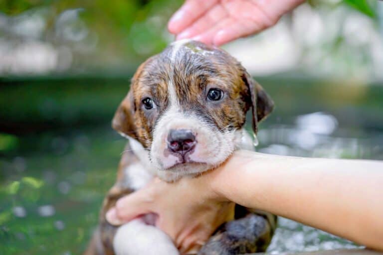 How Much Does A Pitbull Cost 2023 Price Guide 