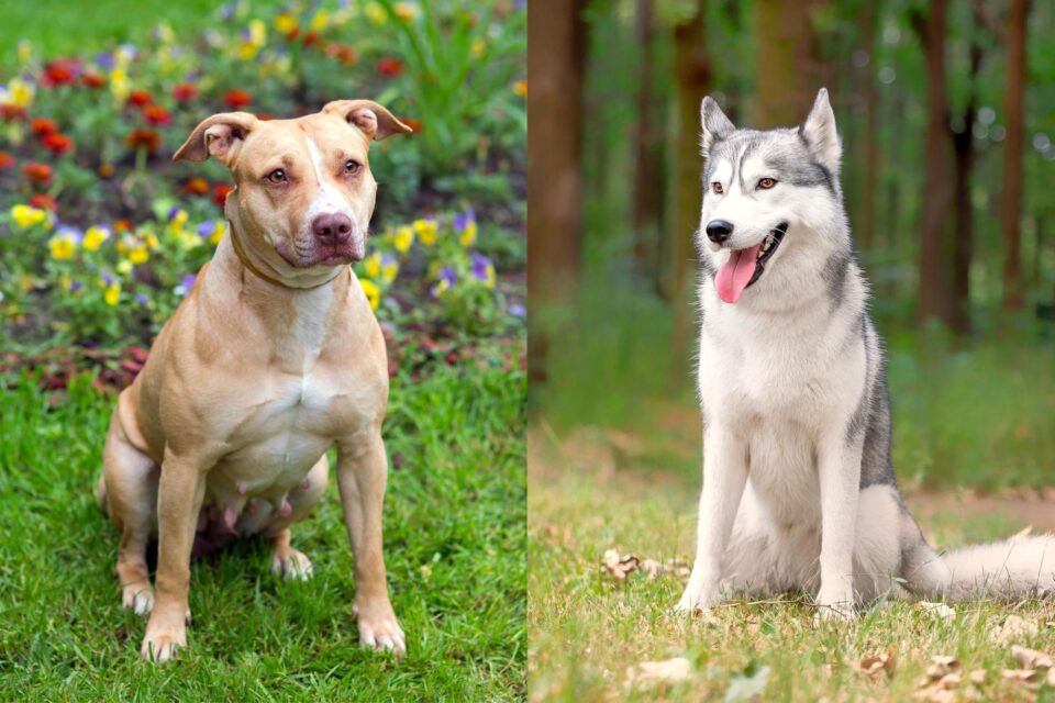 Pitsky (Pitbull & Husky Mix) Info, Pictures, Facts, FAQs & More