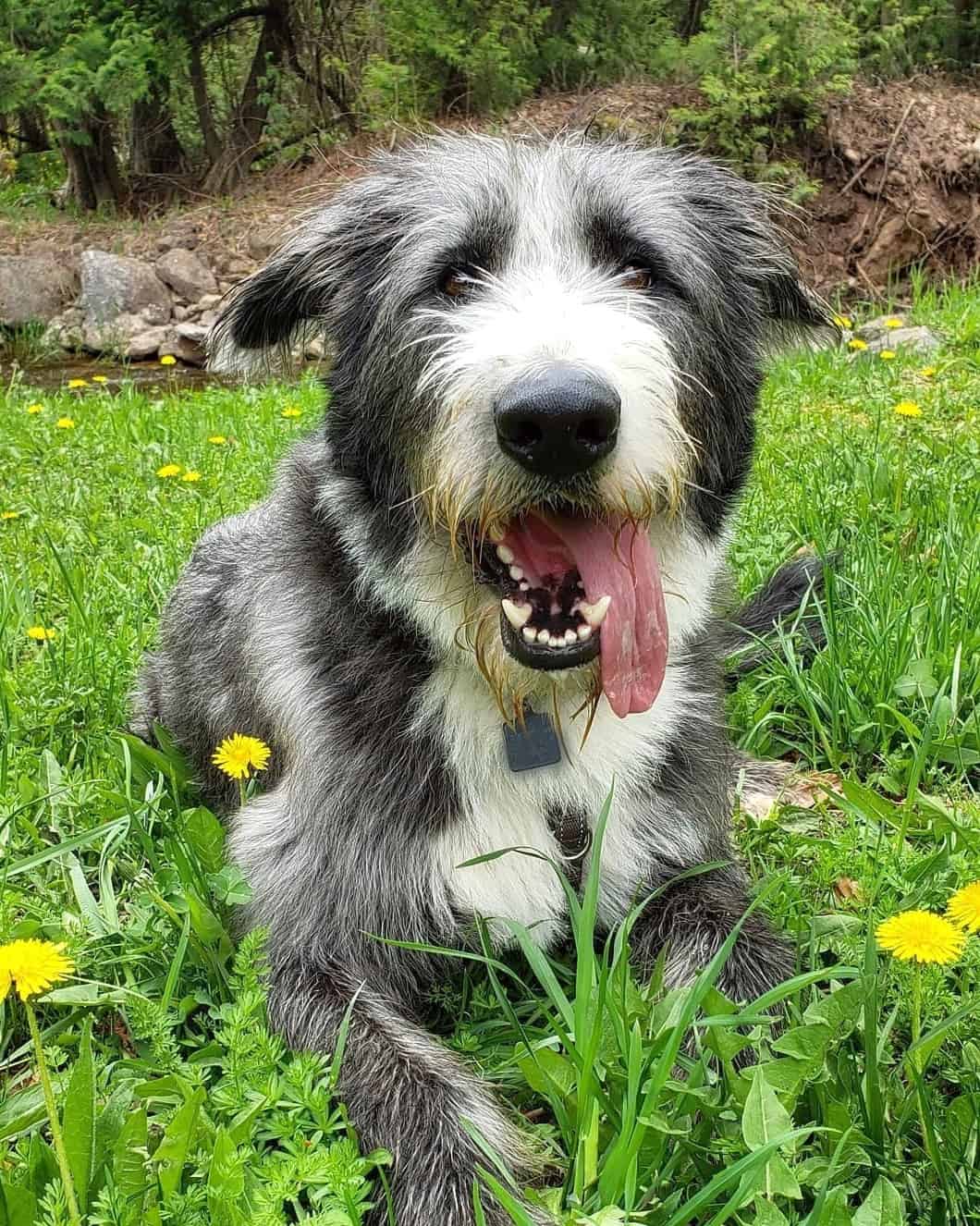 Shepadoodle (German Shepherd & Poodle Mix) Info, Pictures, Facts, FAQs & More