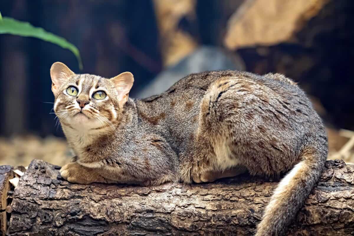 RustySpotted Cat Meet the Smallest Exotic Cat in the World