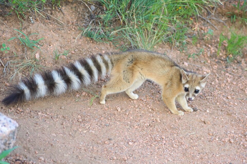 Ringtail Cat The Cutest Member of the Racoon Family