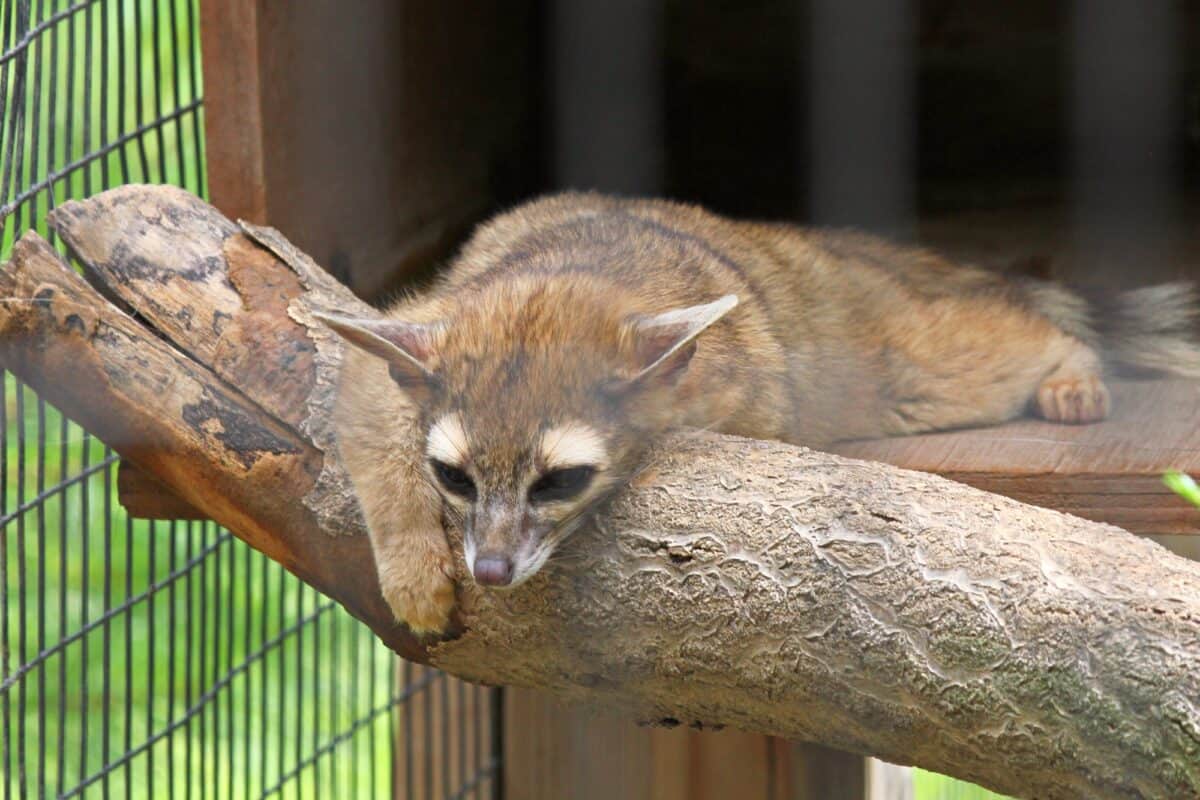 Ringtail cat looking sad inside a cage