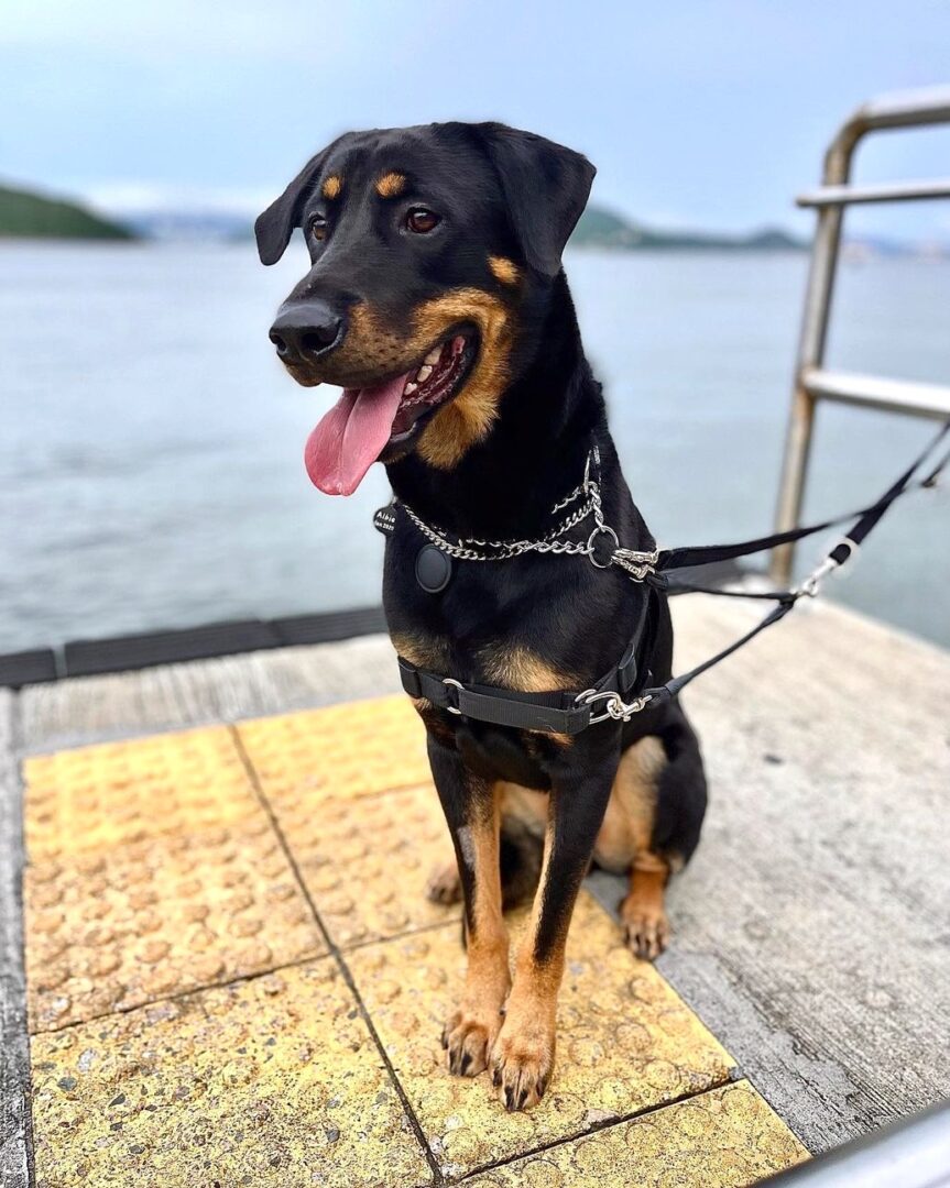 Fat Rottweiler Lab Mix Rottador (Rottweiler & Lab Mix) Info, Pictures, Facts & FAQs