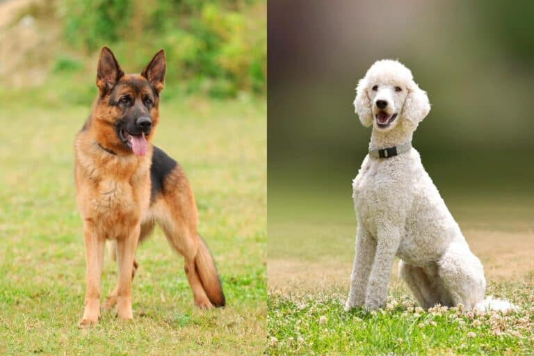 Shepadoodle (German Shepherd & Poodle Mix) Info, Pictures, Facts, FAQs & More