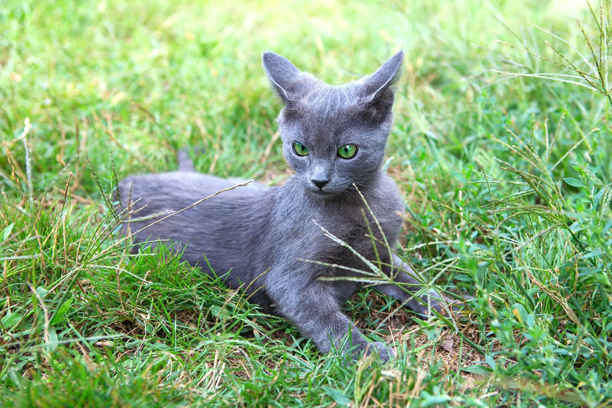 How Much Does a Russian Blue Cost? (2024 Price Guide)