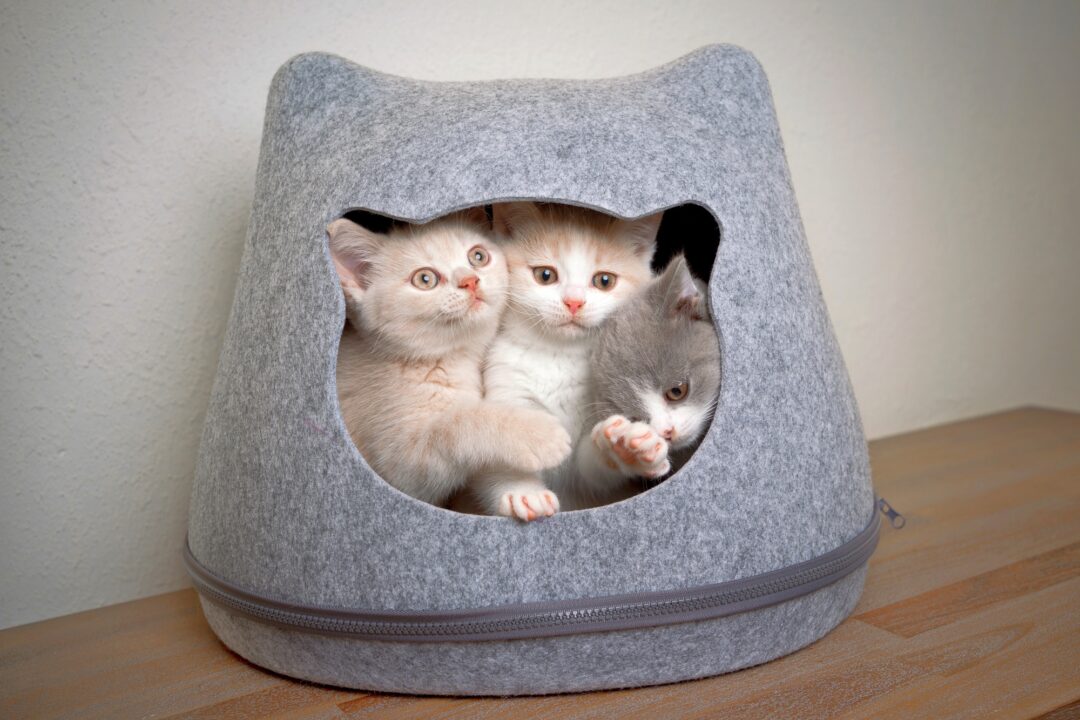 How Much Does a British Shorthair Cost? (2024 Price Guide)