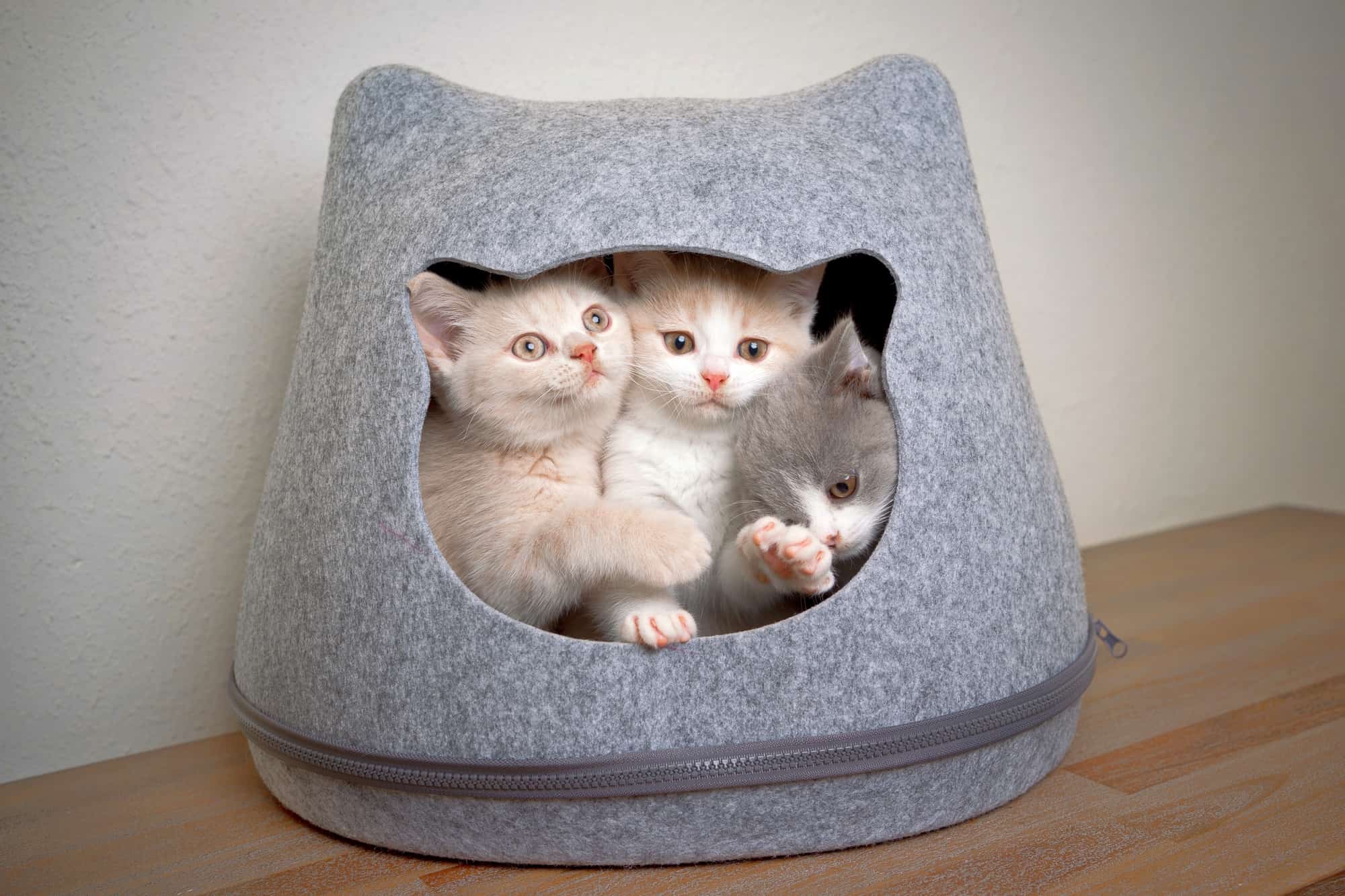 How Much Does a British Shorthair Cost? (2024 Price Guide)