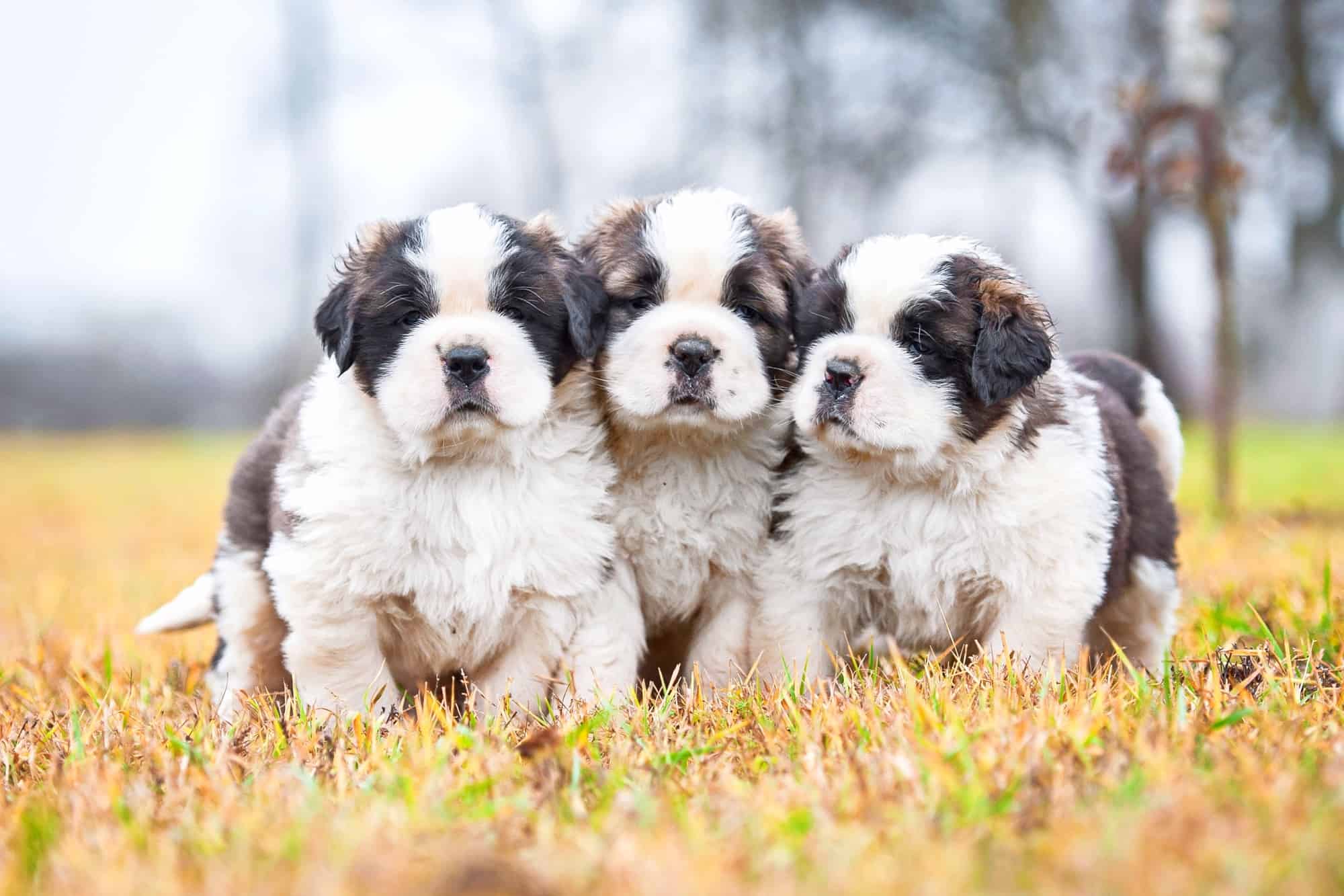 10 Best Saint Bernard Breeders (2024) Our Top 10 Picks!